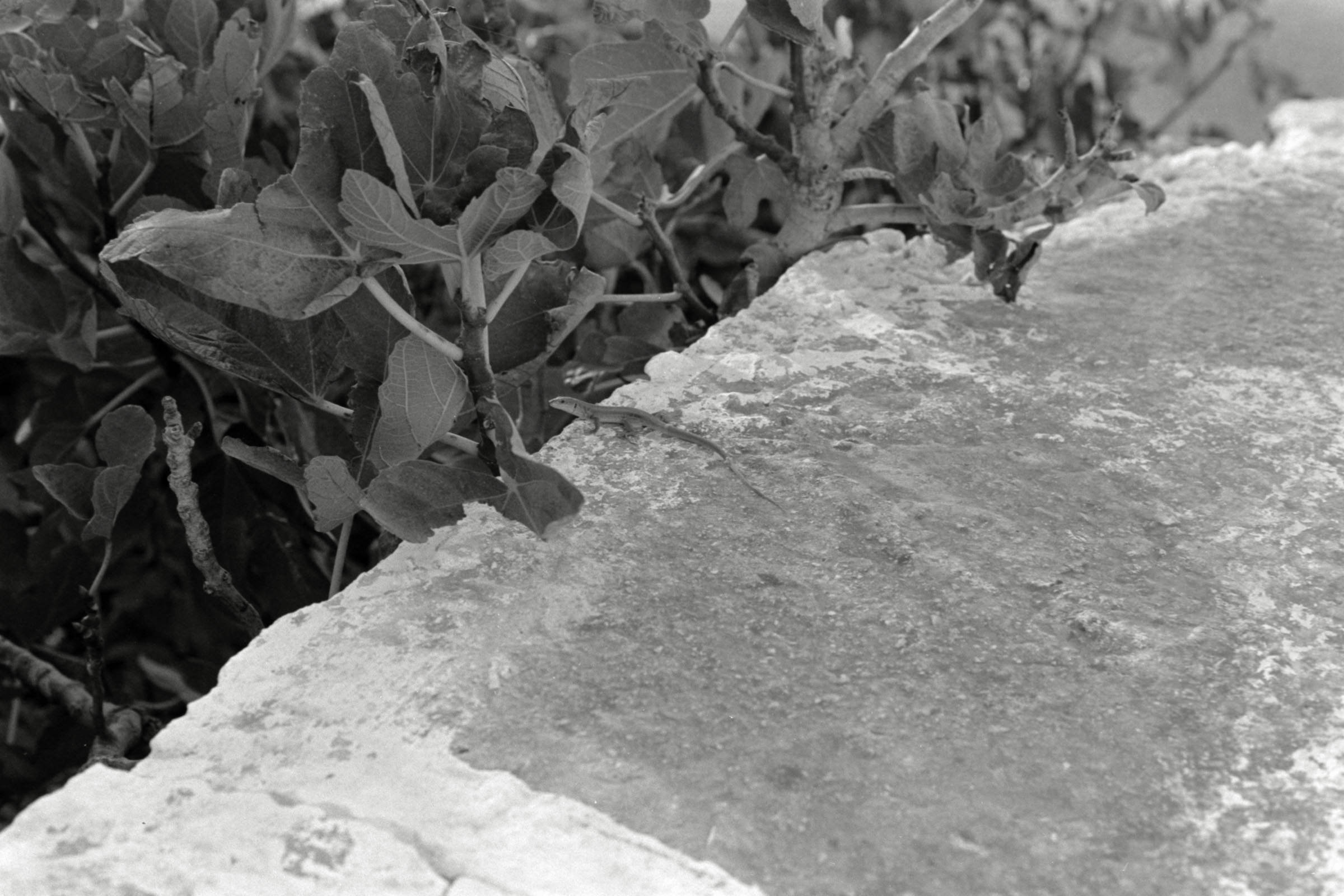 AHP F1991 09 005 sc250507 img01 NLP